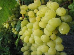 Виноград плодовый 