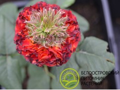 Роза чайно-гибридная 