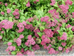 Спирея японская Спирея японская