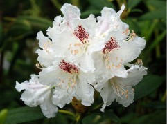 Рододендрон гибридный 