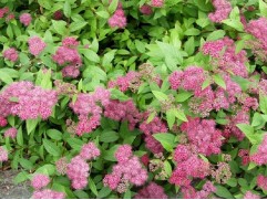 Спирея японская 