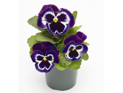 Виола виттрока 