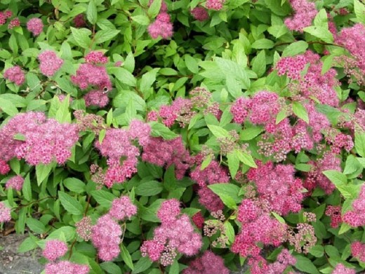 Спирея японская Спирея японская