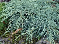 Можжевельник казацкий 