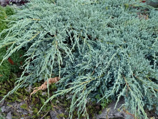 Можжевельник казацкий Можжевельник казацкий