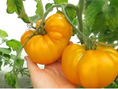 Томат 