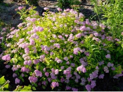 Спирея японская 