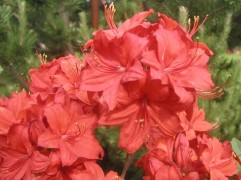 Рододендрон листопадный (азалия) 