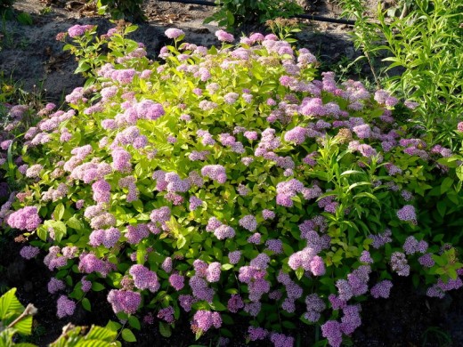 Спирея японская Спирея японская