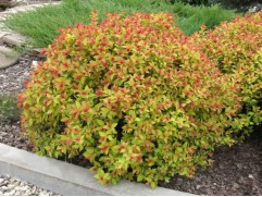 Спирея японская 