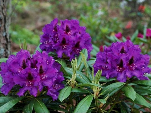 Рододендрон гибридный Рододендрон гибридный