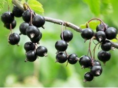 Смородина черная Смородина черная