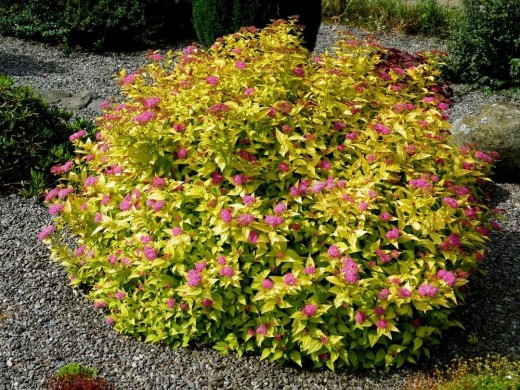 Спирея японская Спирея японская