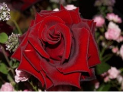 Роза чайно-гибридная 