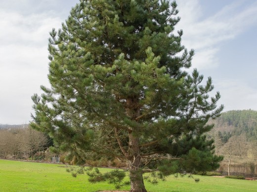 Сосна черная (Контейнер 0,5л) Сосна черная (Контейнер 0,5л)