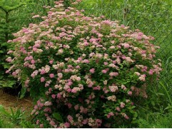 Спирея японская 