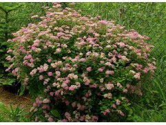 Спирея японская 