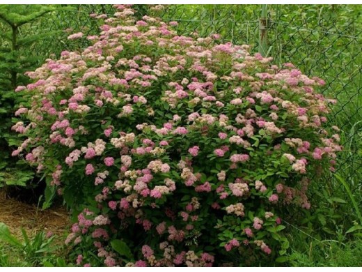 Спирея японская Спирея японская