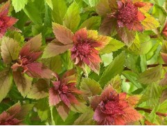 Спирея японская 