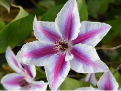 Клематис крупноцветковый 