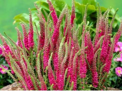 Вероника колосистая 