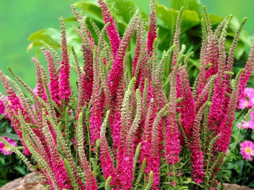 Вероника колосистая Вероника колосистая