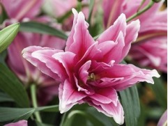 Лилия розовидная Лилия розовидная