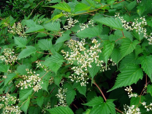 Стефанандра Стефанандра