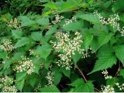 Стефанандра 