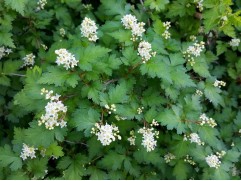 Стефанандра надрезаннолистная 