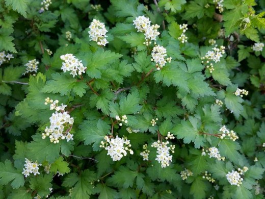 Стефанандра надрезаннолистная Стефанандра надрезаннолистная