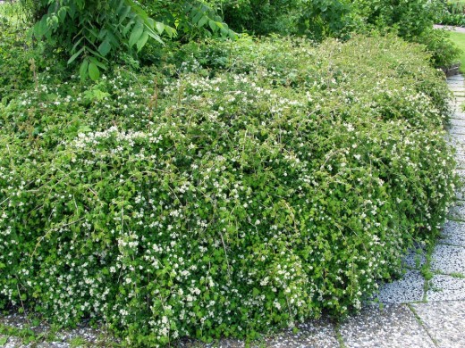 Стефанандра надрезаннолистная Стефанандра надрезаннолистная