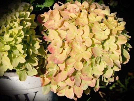 Гортензия метельчатая Гортензия метельчатая