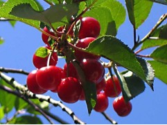 Вишня Вишня