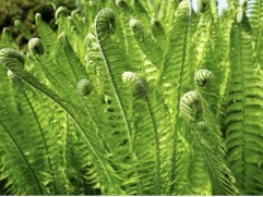 Страусник обыкновенный (Контейнер 3,0л.)