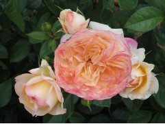 Роза чайно-гибридная 