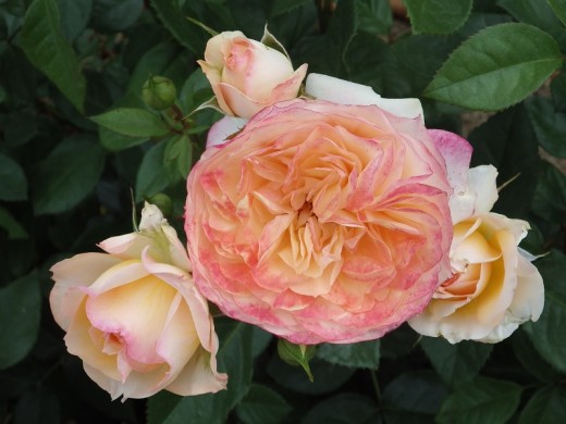 Роза чайно-гибридная Роза чайно-гибридная