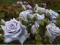 Роза чайно-гибридная 