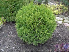 Туя западная 