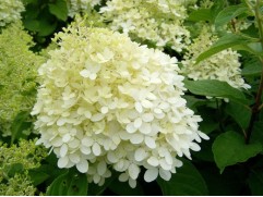 Гортензия метельчатая Гортензия метельчатая