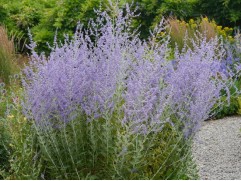 Перовския лебедолистная 