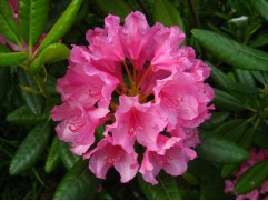 Рододендрон гибридный Рододендрон гибридный