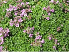 Тимьян ранний Тимьян ранний