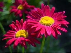 Нивяник великолепный 