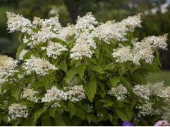 Гортензия метельчатая Гортензия метельчатая