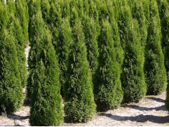 Туя западная 