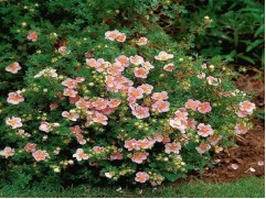 Лапчатка кустарниковая Лапчатка кустарниковая