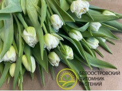 Тюльпан сорт 