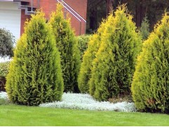 Туя западная Туя западная