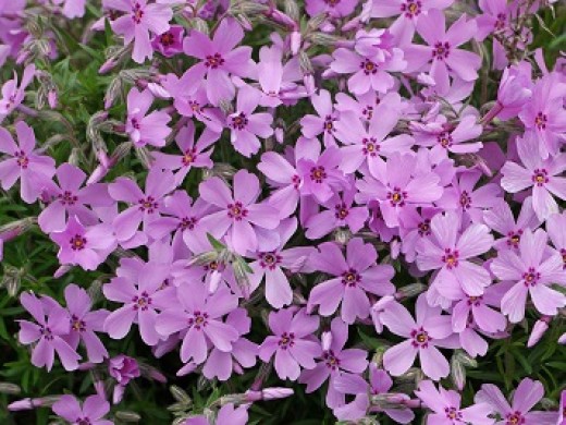 Флокс шиловидный Флокс шиловидный